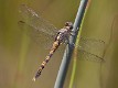 Orthetrum boumiera female-2166